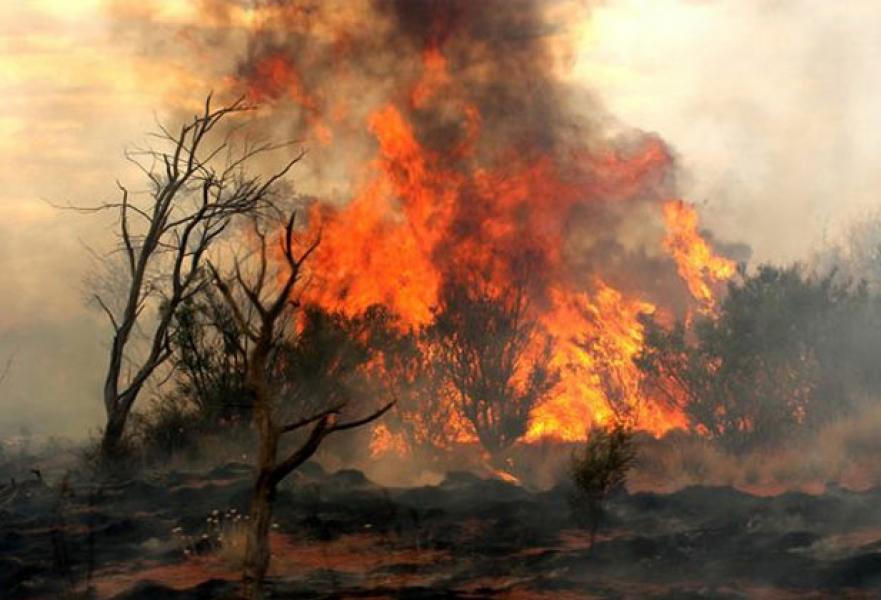 Puluhan Hektar Tanaman Karet dan Sawit Terbakar