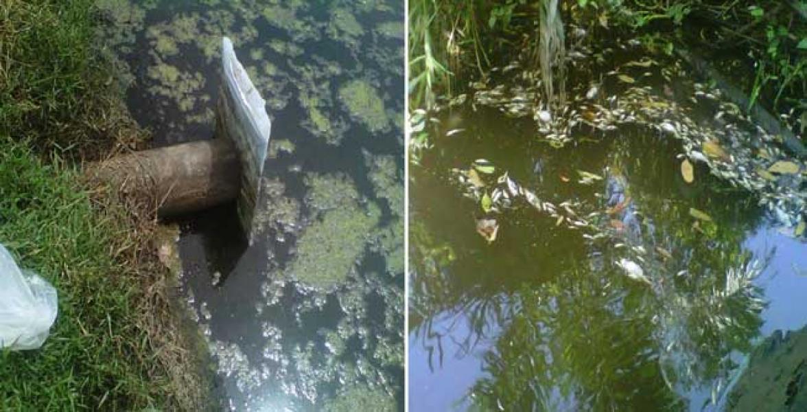 Ribuan Ikan Mati, Diduga Tercemar Limbah PKS PT MAN