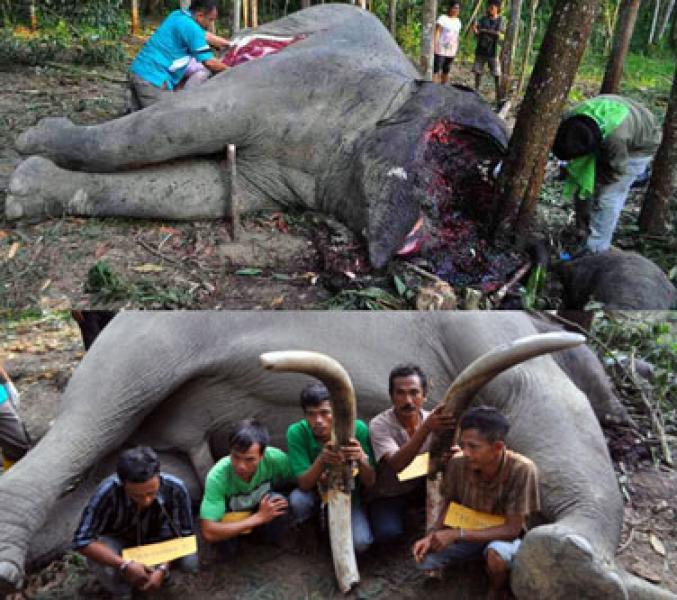 Buru Gajah, Puluhan Senpi Anggota Perbakin Riau Ditarik