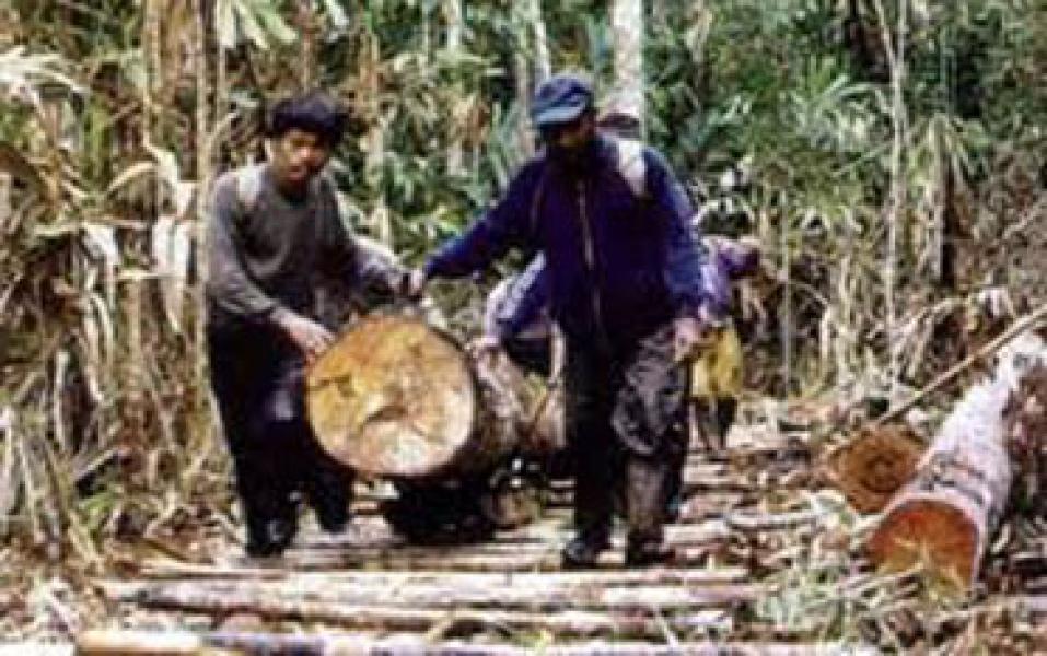 Ironis, Perpanjangan Izin PT DRT Tanpa Rekomendasi Pemkab Rohil