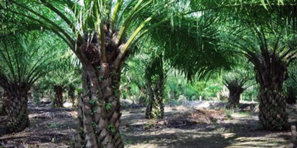 Kepergok Satpam 3 Ninja Sawit PT Inecda Kabur
