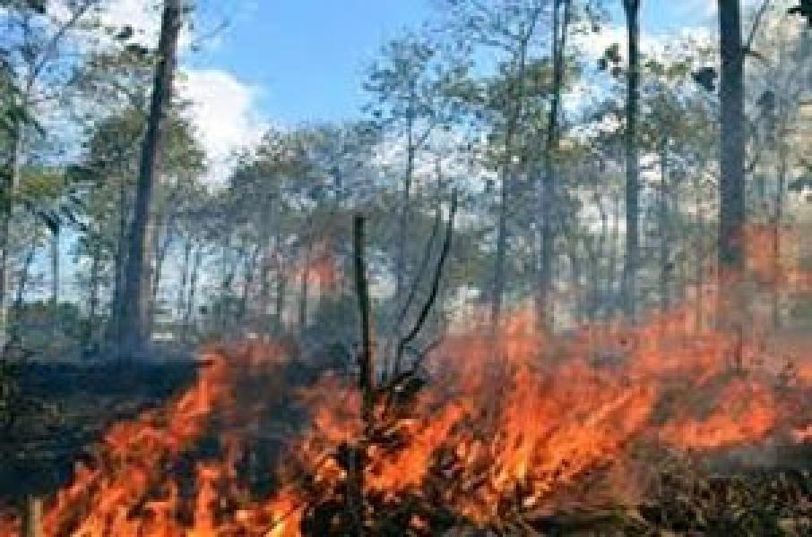 Luas Lahan Terbakar di Bengkalis Capai 20 Hektar