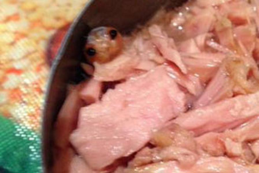 Makhluk Aneh Sembunyi dalam Tuna Kaleng