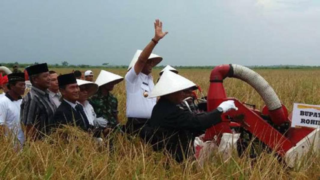 Bupati Suyatno Panen Raya Padi di Kepenghuluan Teluk Piyai Kubu
