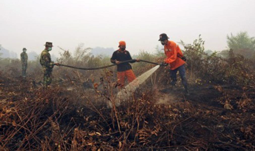 Kadisbun Riau Sebut Cegah Karlahut dengan Aplikasi Android