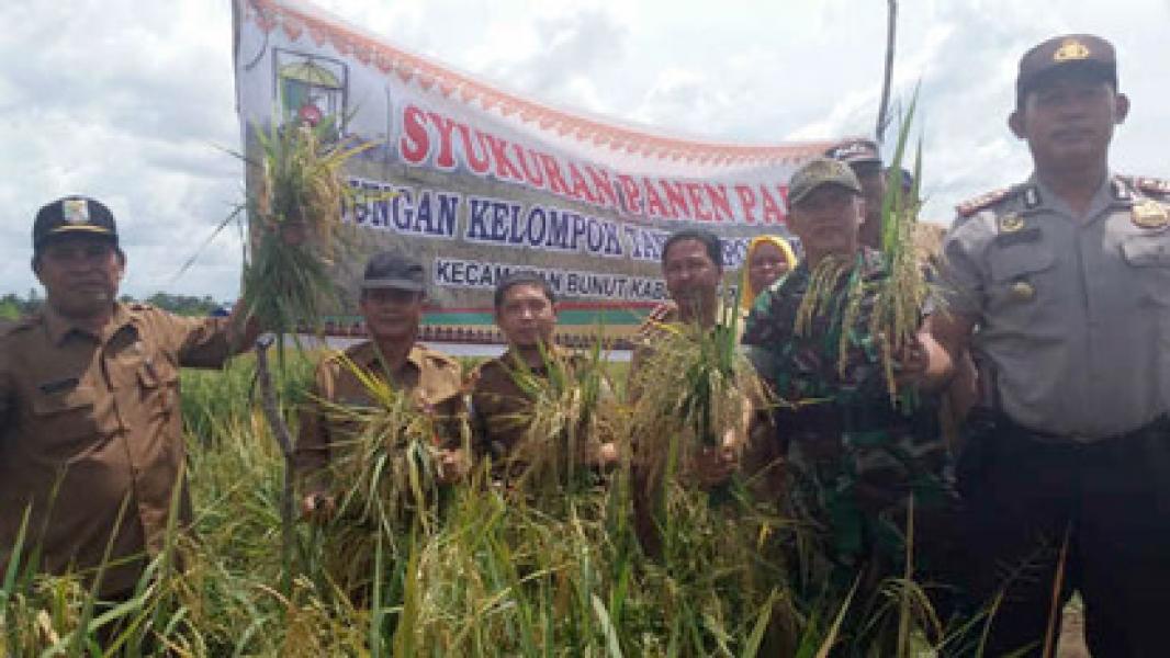 Koptan Desa Mandian Gajah Panen Raya Padi Lokal Bunut Diatas Lahan 75 Hektar