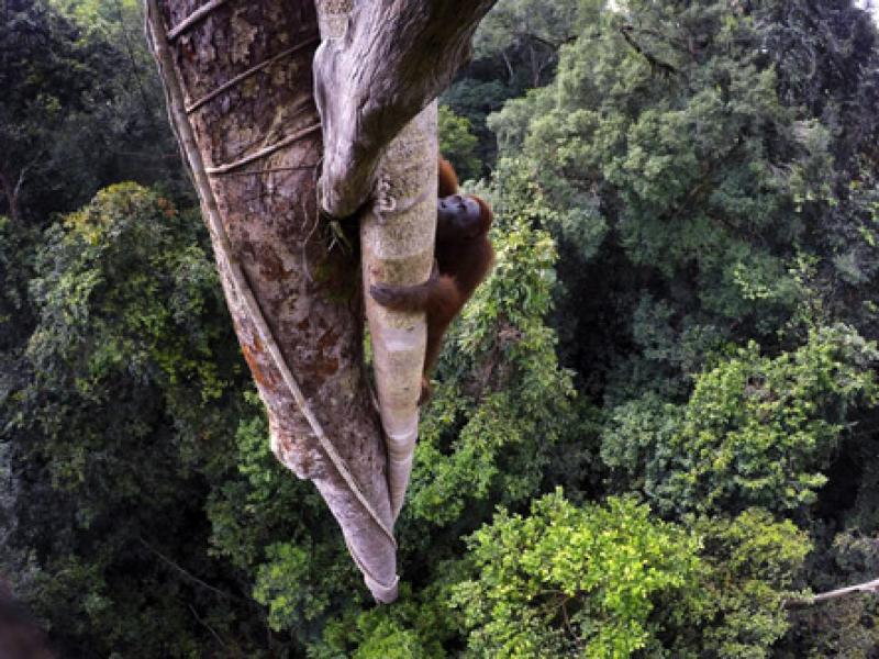 Menakjubkan! Foto dari Daratan Kalimantan Ini Menangkan Kontes Foto Tingkat Dunia