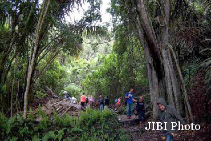 Misteri Pohon Taru Menyan Berusia 11 Abad