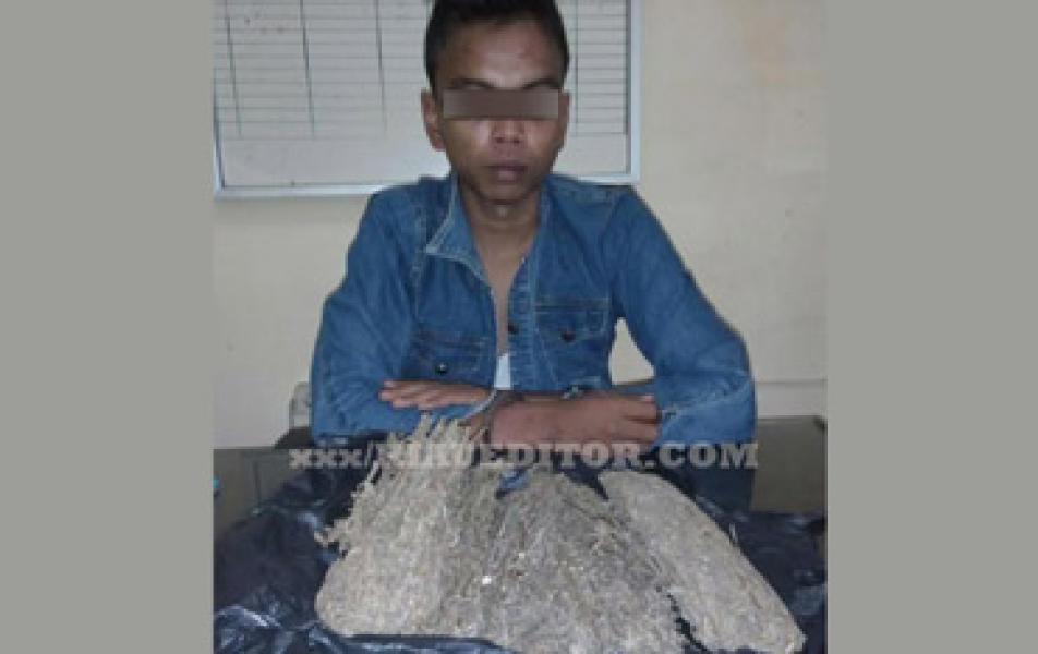 Nunggu Pembeli, Pengedar Ganja di Rohul Ditangkap Polisi
