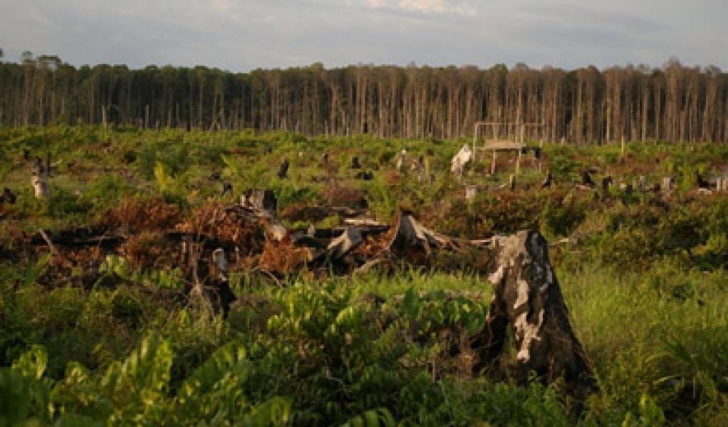 Oknum Penghulu Diduga Jual Lahan Hutan Labuhan Tangga Hilir