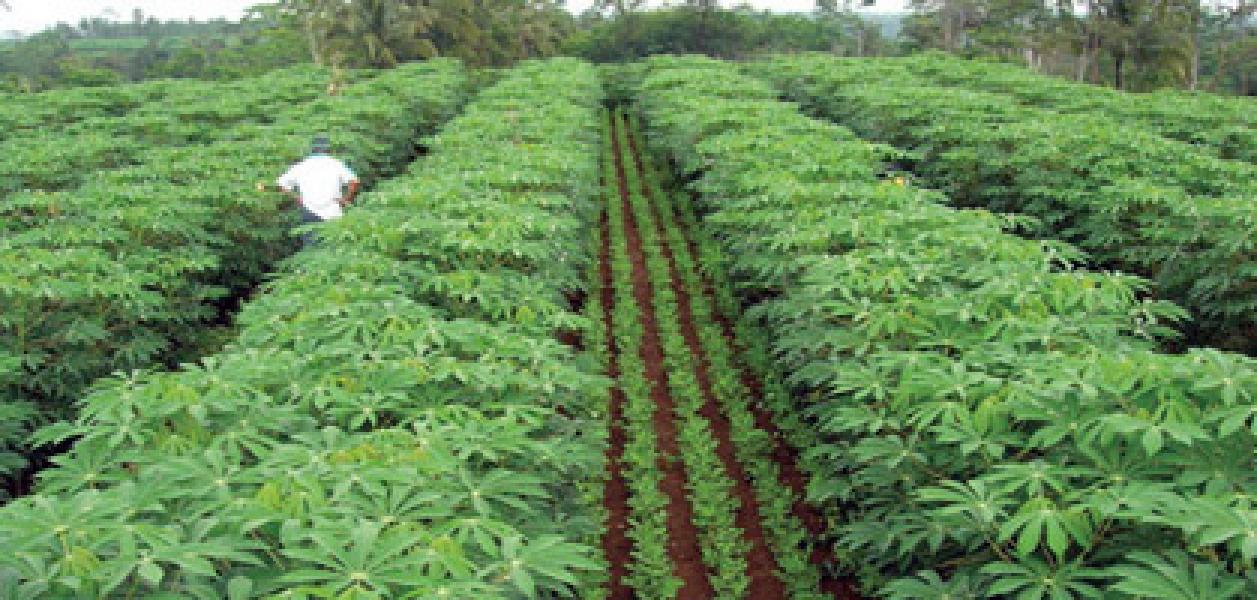 Pemkab Inhu Targetkan Penanaman Ubi Seluas 1500 Ha