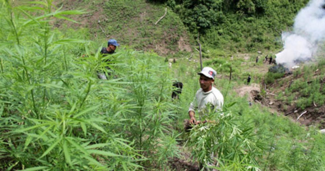 Polisi Temukan Ladang Ganja Terbesar di Indonesia