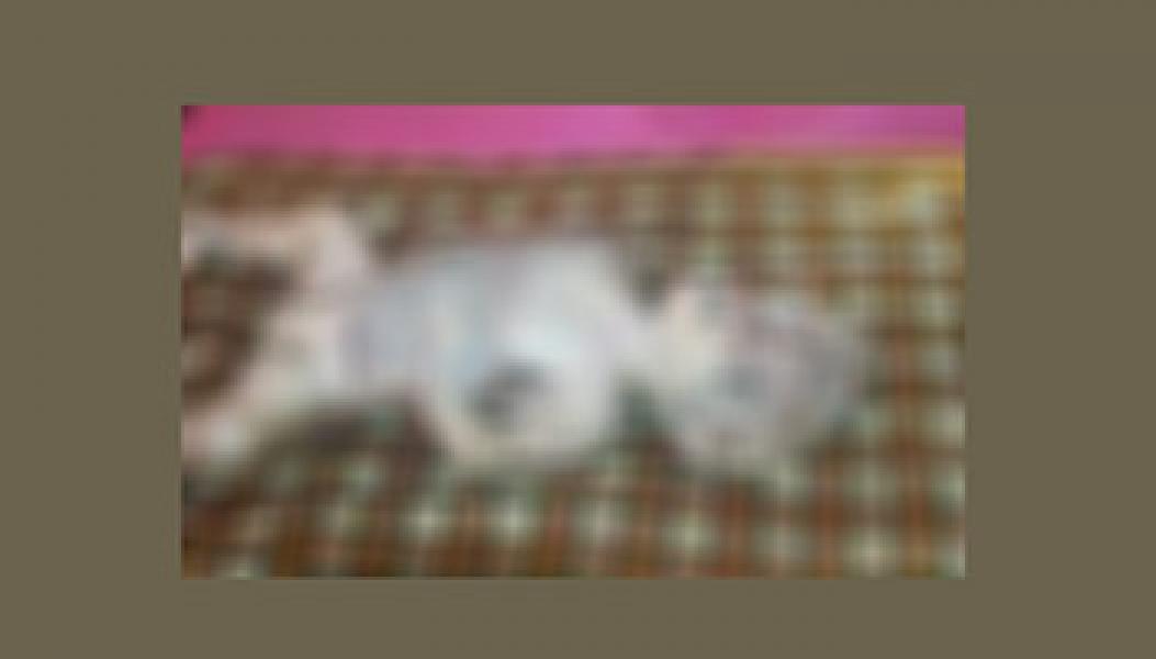Polsek Bukit Batu Selidiki Kasus Penemuan Jasad Bayi di Sungai Pakning