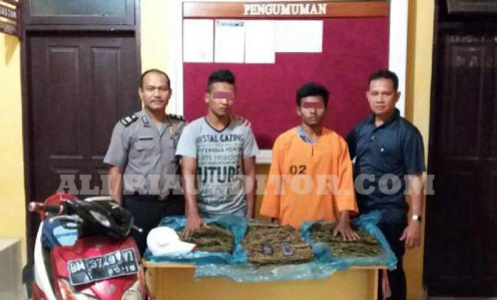 Tangkap Dua Bandar, Polsek Rengat Barat Sita 2 Kg Daun Ganja Kering