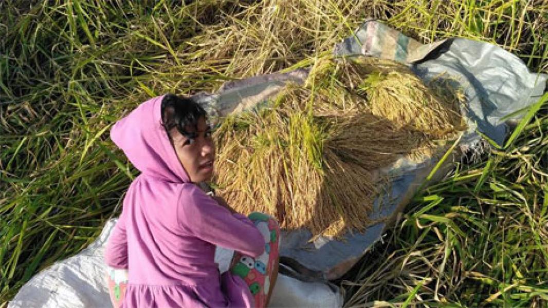 Belum Miliki Pabrik Beras, Gabah Petani Rohil Dijual ke Sumut