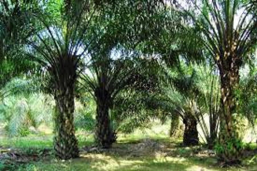 Buka Kebun di Kawasan Hutan, Kebun Sawit Ationg Tetap Merekah  