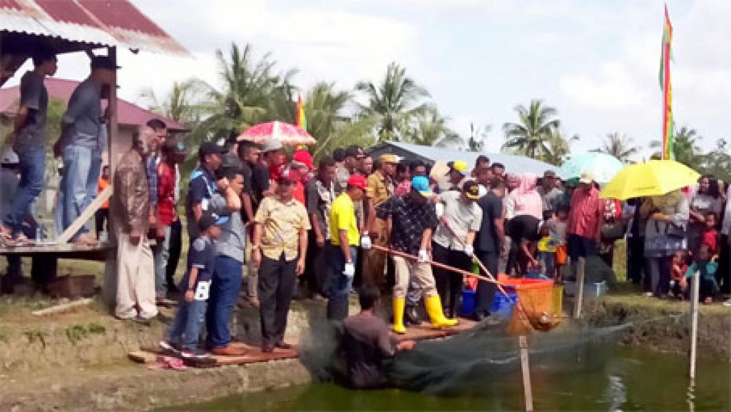Bupati Rohil Panen Raya Ikan Patin di Kelurahan Bagan Barat