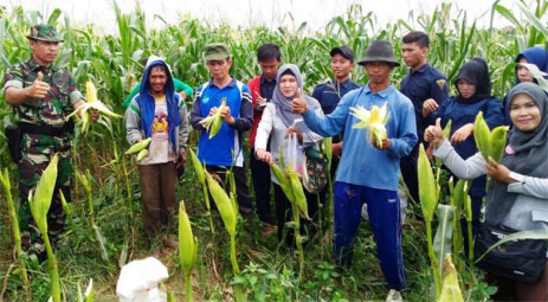 Koramil 02 Rambah dan Dinas Pertanian Rohul Panen Jagung Manis