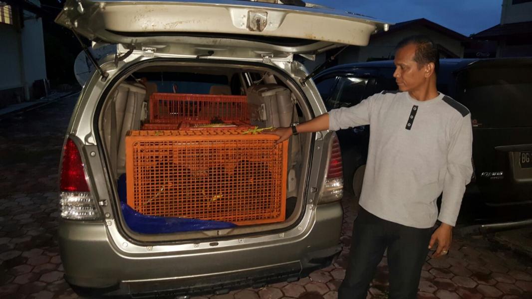 Polisi Gagalkan Penyelundupan 89 Ekor Trenggiling