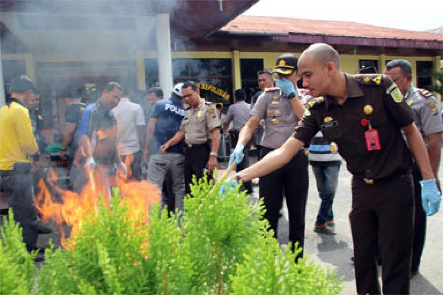Polsek Bangko Musnahkan 3 Kilogram Ganja Kering