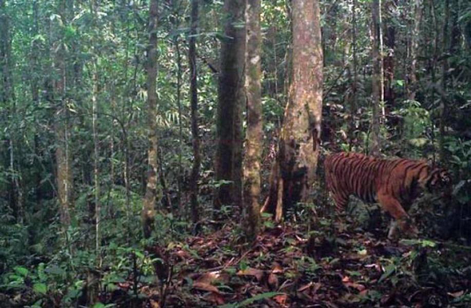 BBKSDA Riau Datangkan Pawang Harimau Dari Aceh 