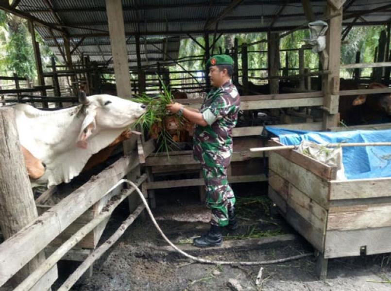 Babinsa Koramil 07/Bukit Batu Motivasi Masyarakat Kembangkan Ternak Sapi