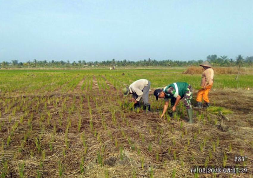 Babinsa Koramil 07/Reteh Lakukan Pendampingan Petani Tanam Padi