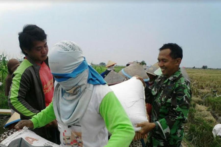Babinsa Koramil 12/PWK Sabak Auh Bantu Petani Panen Padi