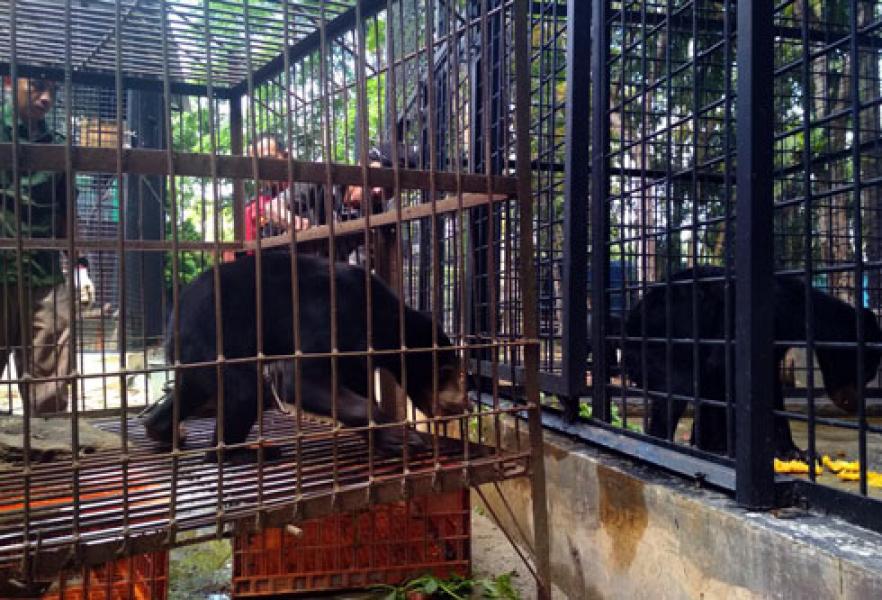 Ditinggalkan Induknya, Sepasang Beruang Madu Diserahkan ke BBKSDA 