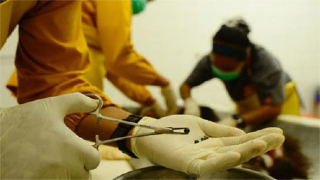 Orang Utan di Kalimantan Diberondong 138 Peluru Sampai Mati