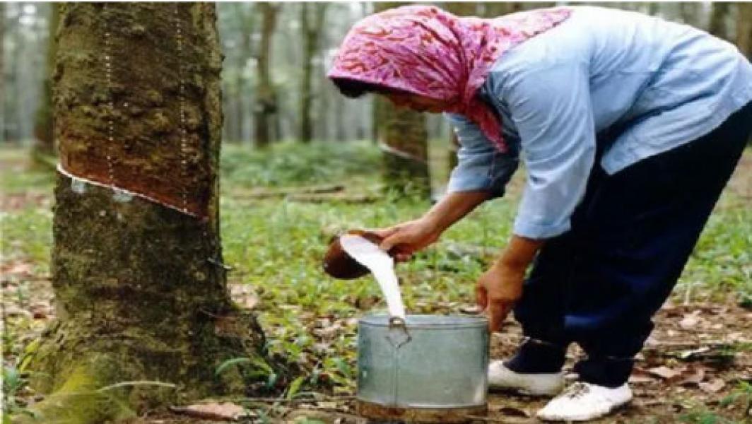 Produksi Karet Berpotensi Turun 60%, Apa Penyebabnya?