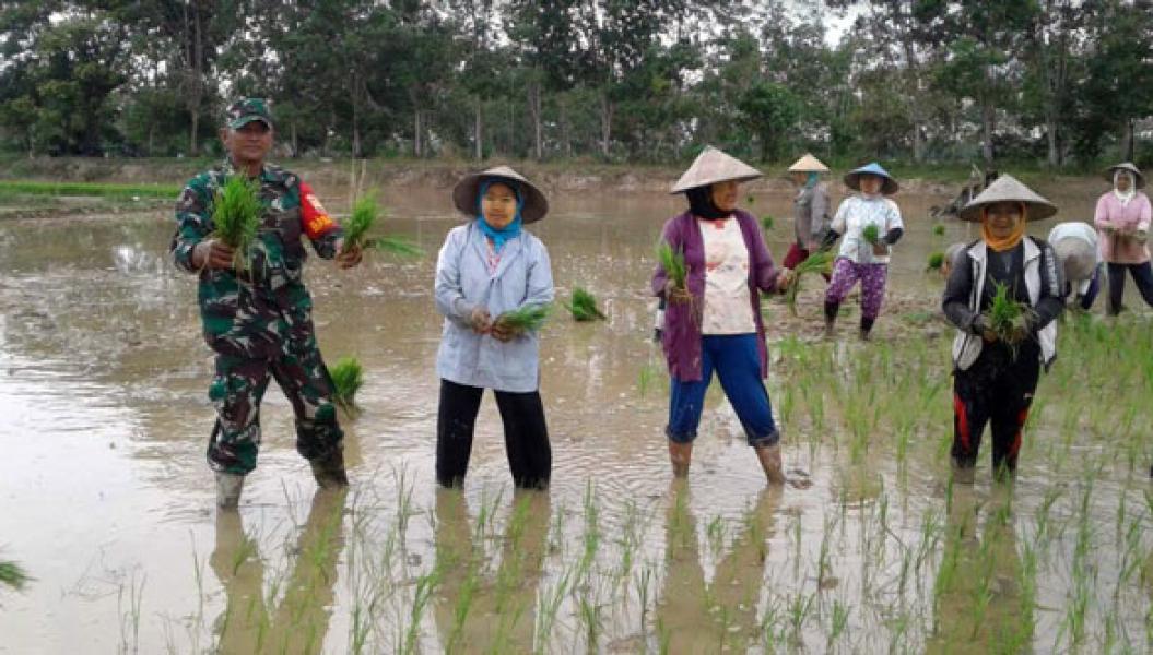 Babinsa Koramil 01/Rengat Laksanakan Pendampingan Upsus di Desa Tanjung Sari