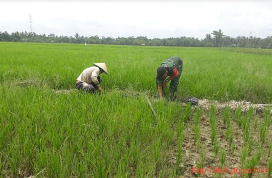 Babinsa Koramil 05/Rimba Melintang Dampingi Petani Padi