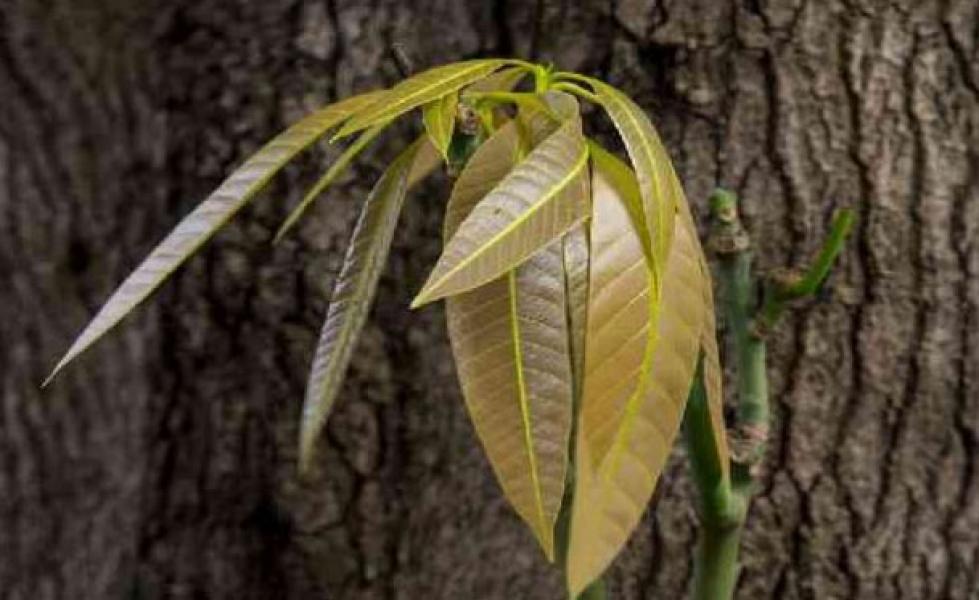 Kandungan Daun Mangga Efektif Sembuhkan Diabetes