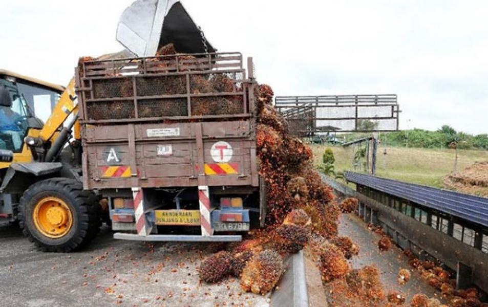 Produksi Tinggi, Harga CPO Menyusut