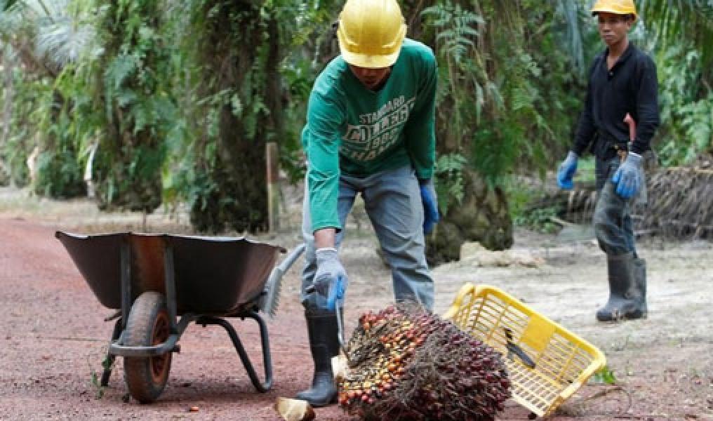 Seharian Menguat, Harga CPO Anjlok Jelang Penutupan