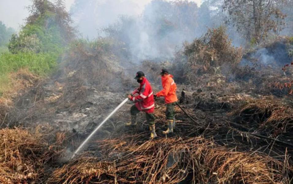 Sepanjang Tahun 2019, 843 Hektar Lahan di Riau Terbakar