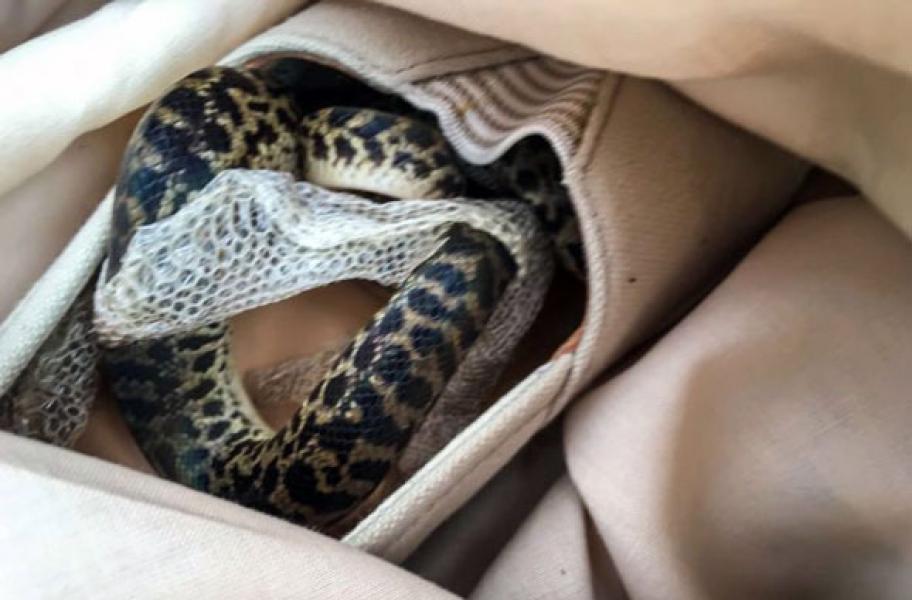 Ular Masuk Koper, Terbang dari Australia ke Inggris Tanpa Ketahuan