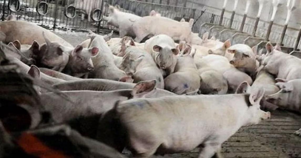 6.000 Babi di Mentawai Mati, Diduga Terserang Virus ASF