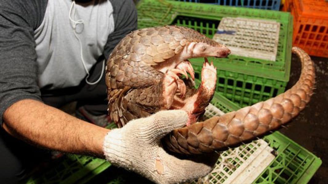 Ada Virus Corona di China, Trenggiling Selamat dari Kepunahan
