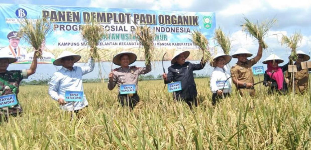 BI dan Bupati Siak Panen Demplot Padi Organik di Kampung Muara Kelantan Siak