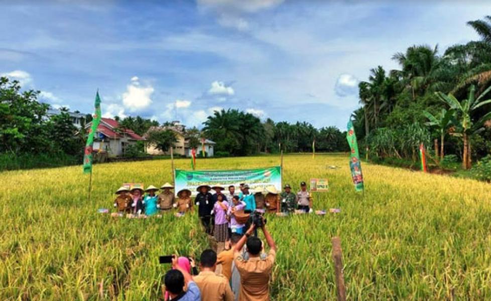 Bentuk Kemanunggalan TNI, Babinsa Bantu Petani Panen Padi di Desa Pasir Jaya