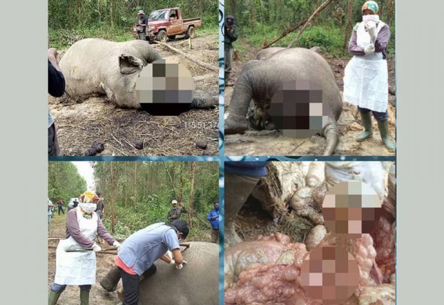 Diambang Punah, Lagi-lagi Ditemukan Gajah Mati di Areal HTI PT Arara