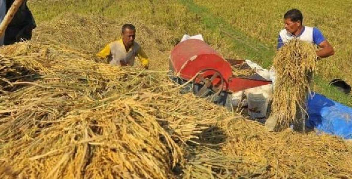 Januari 2020, Nilai Tukar Petani Riau Naik 6,30 Persen