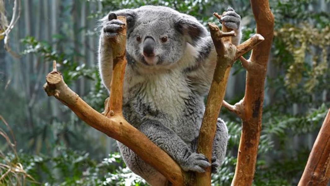 Kelaparan Usai Habitat Dirambah, Lusinan Koala Disuntik Mati