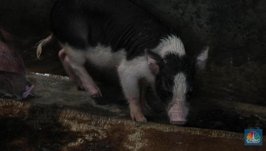 Misterius! 1.191 Babi Mati Mendadak di Bali, Ada Apa?