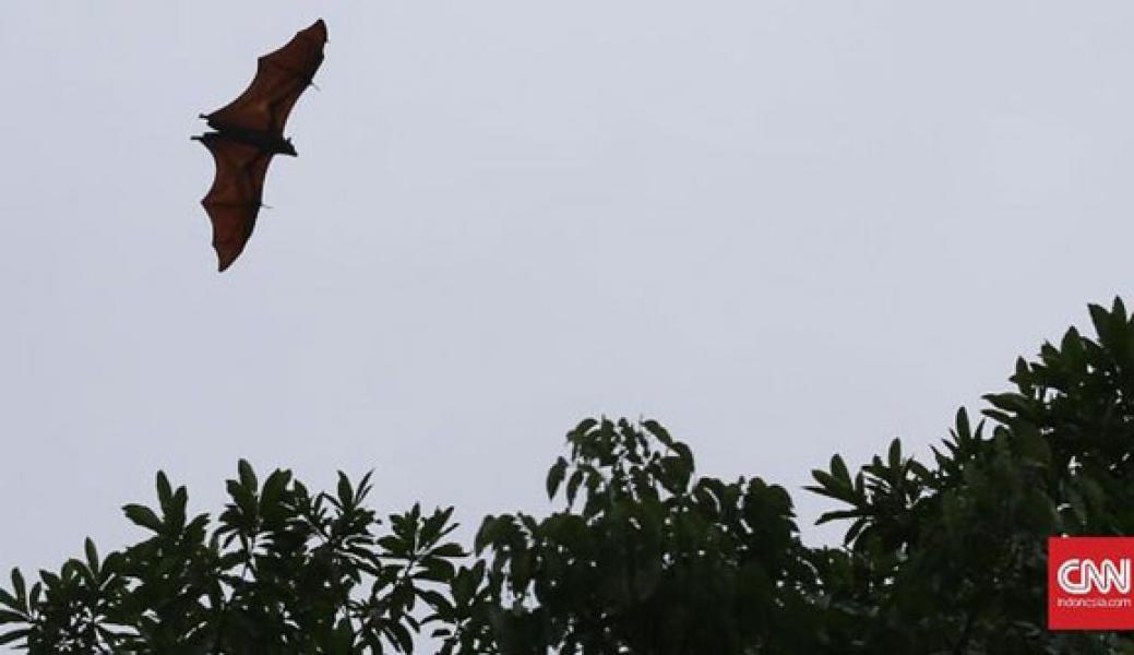 Selain Corona, Ada Virus Lain dalam Kelelawar Buah