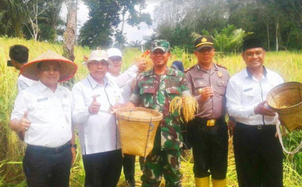 TNI POLRI di Rambah Samo Kompak Bantu Petani