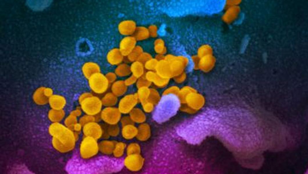 WHO Keluarkan Virus Corona dari Kategori Pandemi