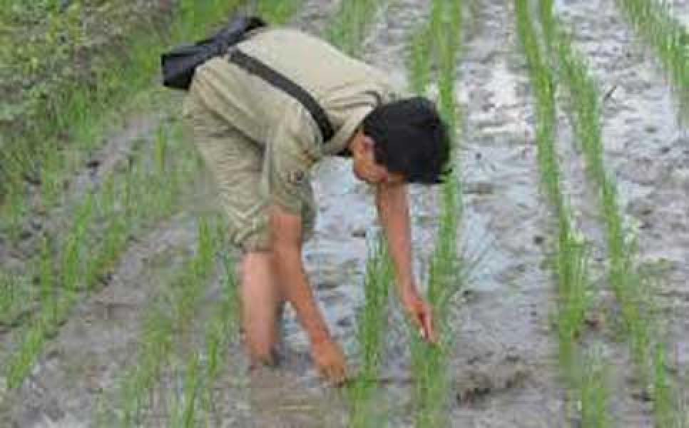 DPPKP Bangun Demplot Penyuluh